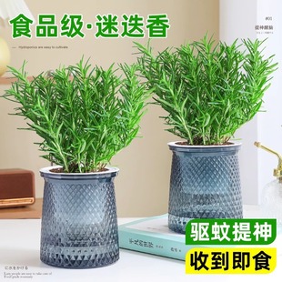 �Ե��������҃������ݿ�ʳ�ñ�����ˮ��Gֲ������B��ֲ�ﻨ��