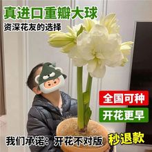 重瓣朱顶红荷兰进口大花种球根花卉绿植室内庭院盆栽地栽四季种植