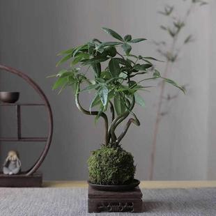 Money Tree Moss Ball Hydroponic Strange-Shaped Plant Indoor Easy to Maintain Office Desk Purifies Air and Absorbs Formaldehyde