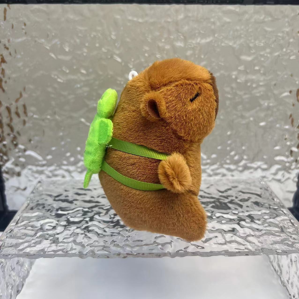 10cm 등 작은 거북이