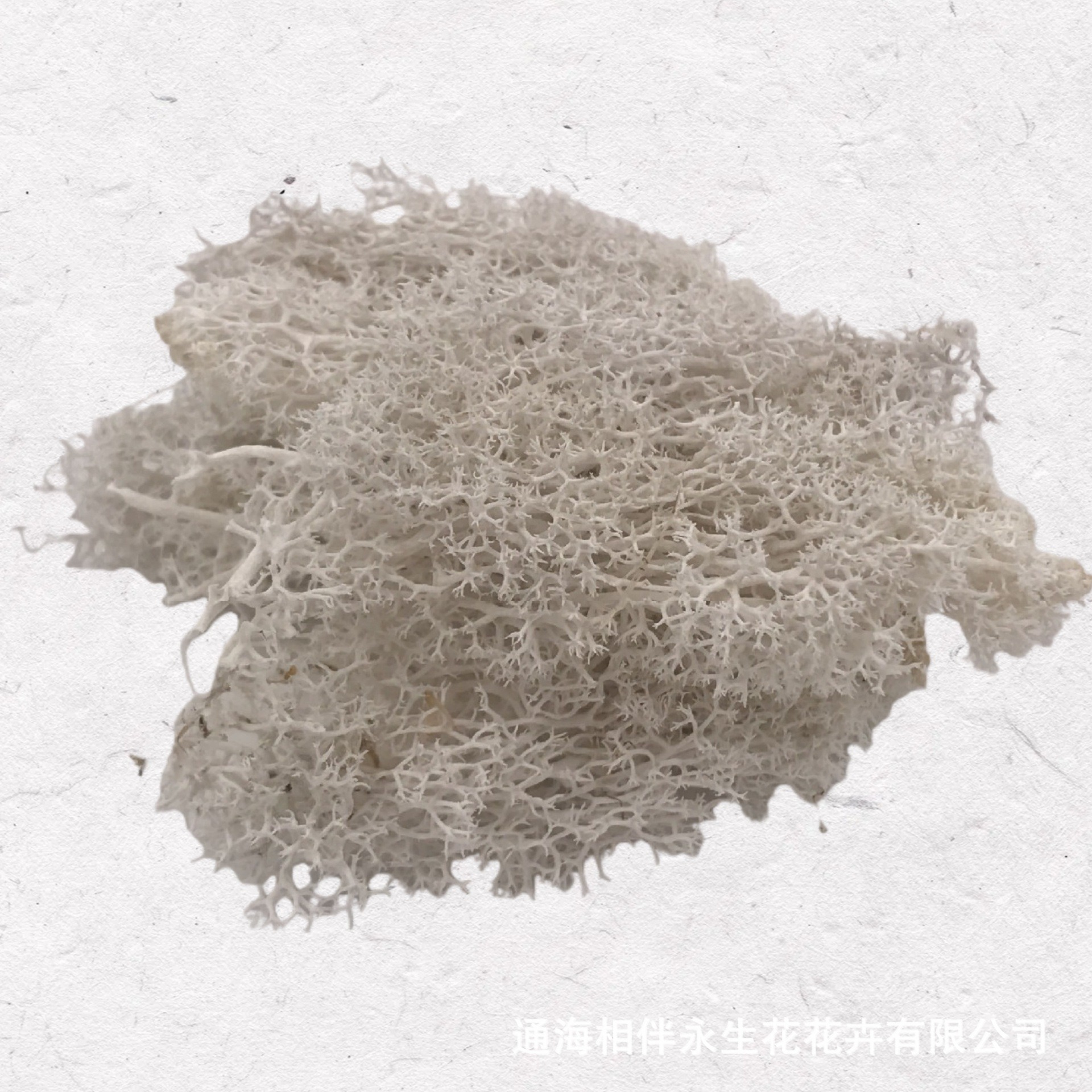 Off-white·Eternal Moss