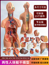 人体器官结构解剖模型全身内脏大脑心脏躯干模特教学医学儿童拼图