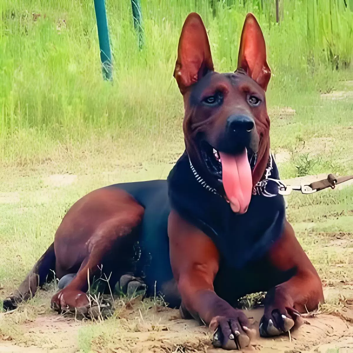 Чистокровные красные щенки Лаичжоу, советские красные живые большие собаки, сторожевые собаки, рабочие собаки, красные щенки Лаичжоу, собаки