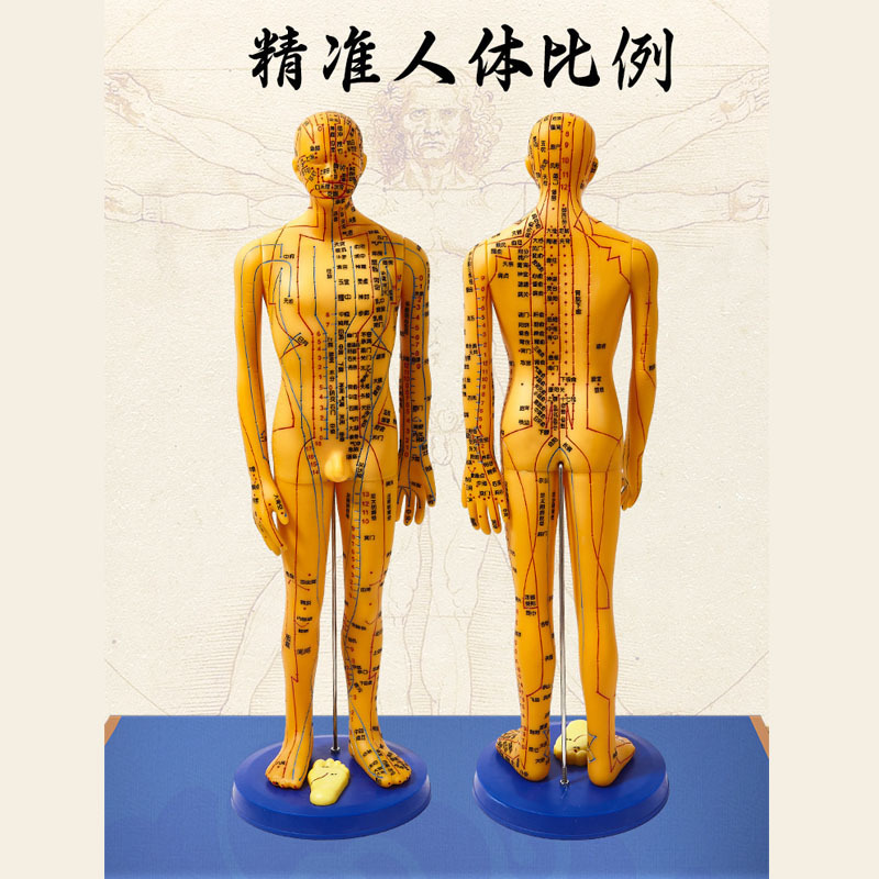 中医针灸穴位人体模型十二经络图全身铜人模可扎针练习小皮人大号