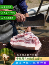 千島湖高山散養土豬農家谷物喂養現殺新鮮豬肉