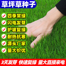 批发四季青草坪种子马尼拉果岭草早熟禾台湾草种子紫羊茅绿化草籽