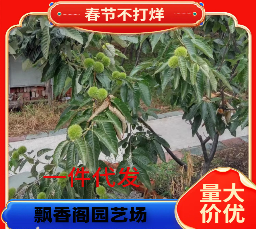 燕山早丰蜂蜜球板粟树苗嫁接板栗风粟毛粟树苗粉栗果树苗南北种植