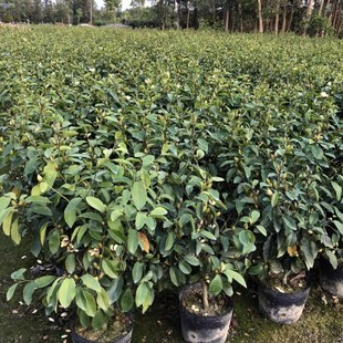 һ�����l��Ц���������ϱ���ͥԺ�̨�ߙn�ͺ����ļ�����ľ������