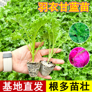 ���¸��{���＾�߲������ļ��Ϸ������������¸��{����N�ӷN����