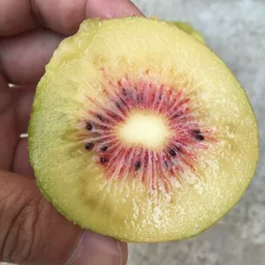 嫁接猕猴桃苗红心徐香软枣猕猴桃树苗地栽当年结果南北方种植果树