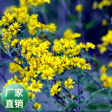 Sֱ̲ݻNҰջݲСջҰܾG̃x