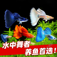 ��ȸ�~���~��Ʒ�Pβ���N��β���R�a��ĸ�~���^�p�~�Ꭷ�~�׷�ֳ