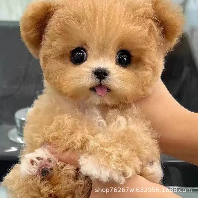 批发贵宾犬幼犬活体狗狗小狗小型泰迪狗茶杯犬泰迪熊宠物狗迷你狗