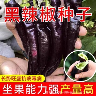 �������N�Ӹ߮a�װlѿ��ɫ�������ѷN��ȫ�ļ��̨СԺ�Nֲ�߲�