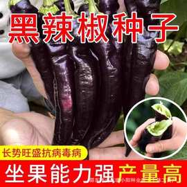 黑辣椒种子高产易发芽黑色辣椒菜籽种大全四季阳台小院种植蔬菜
