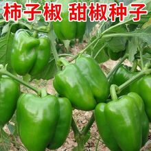 辣椒种子甜椒种子菜椒柿子椒灯笼椒农家菜地大棚四季易种蔬菜种子