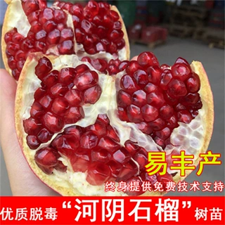 会理石榴一件代发突尼斯软籽石榴突尼斯石榴水果批发红玛瑙红巨蜜