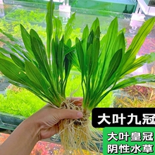 ���~�ŹھG�ʹ�ˮ������Źڼt�Ź��~���쾰�b�ֲ���к���Բ�