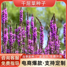 ǧ���˷N�Ӿ��^�G���׻��ļ�ͥԺ��ͥ�����̨�@ˇ���ݻ������N