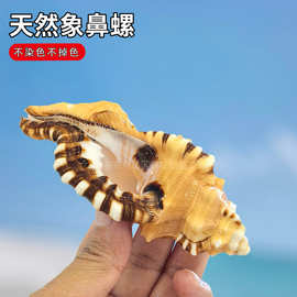 家居装饰自然海螺贝壳 象鼻法螺小海螺 鱼缸造景饰品材料海螺批发