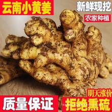 正宗姜云南小黄姜农家生姜土姜月子姜老姜新鲜蔬菜包邮1斤当季