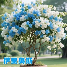 星夜晴空三角梅重瓣多色四季清华好养室内阳台庭院飘枝耐热耐寒无