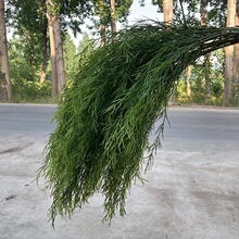 �L֦�J������횲ݾGֲ�׾Gɭϵ��c��Y�b�·�����������쾰