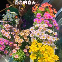 【耐寒耐热】酢浆草球根庭院花卉植物阳台室内四季开花好养易活