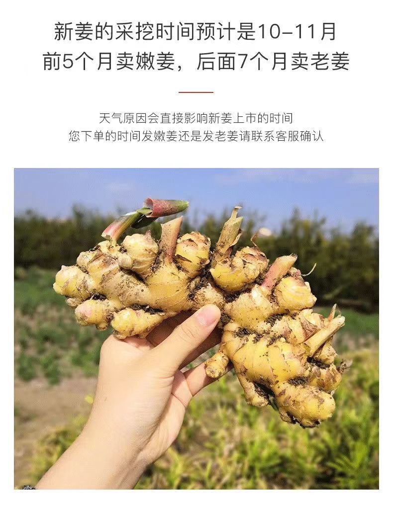 生姜老姜姜黄干姜包母姜风子姜新鲜云南月块老姜大斤整箱生姜-阿里巴巴