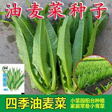 甜脆油麦菜种子清香无斑油麦菜种子四季播种盆栽庭院蔬菜种子大全