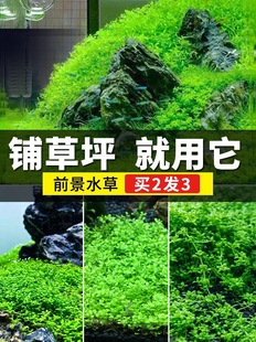 �~���쾰ˮ��ǰ�����ذ������ƺ����ţëſ�����������ֲ��