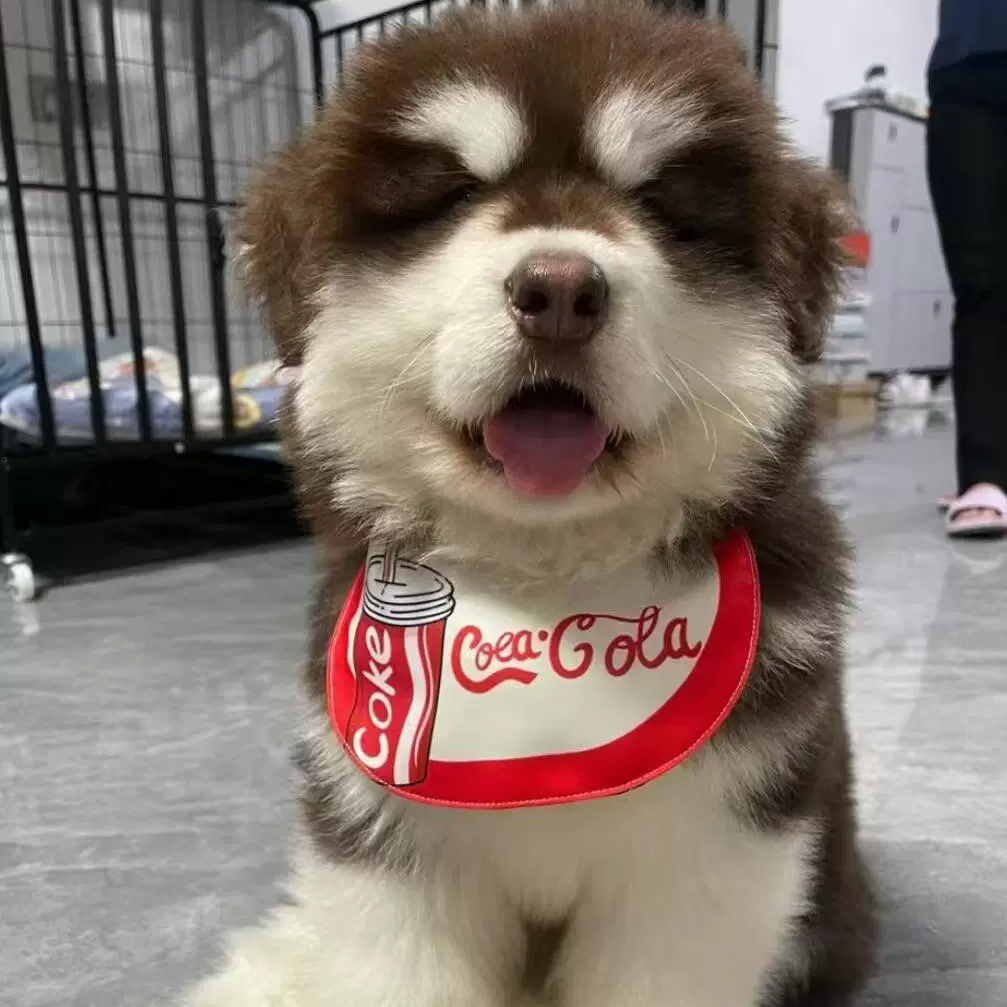 出售双血统纯种阿拉斯加幼犬活体熊版大型阿拉斯加雪橇犬宠物狗狗