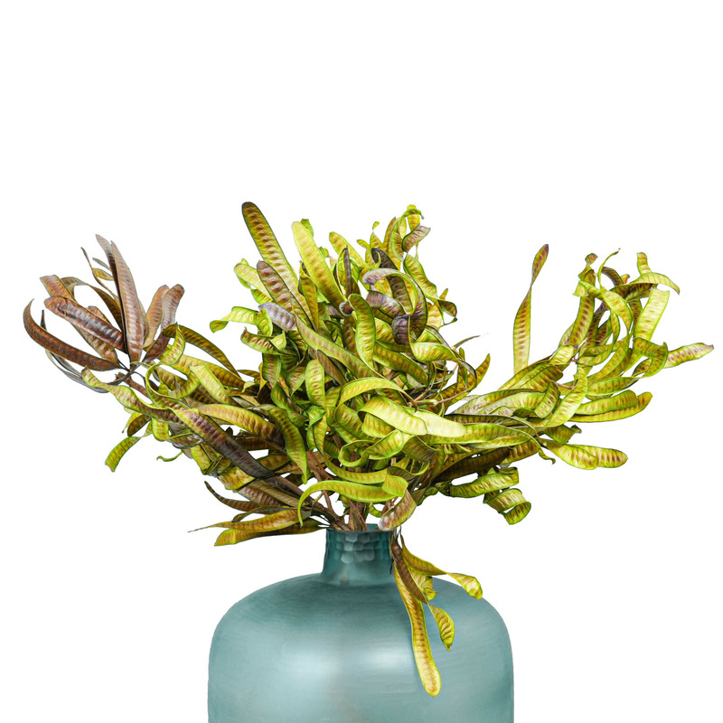 Dried Lentils, Dried Flower Pods, Dried Fruits, Natural Acacia Fruits, Dried Flowers for Flower Arrangements, Dried Fruits, Yunnan Dried Flowers Wholesale