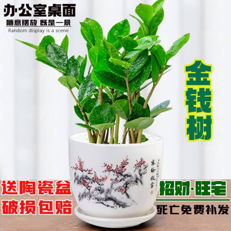 金钱树精品盆栽摇钱树花苗室内花卉四季好养绿植物客厅办公桌面小