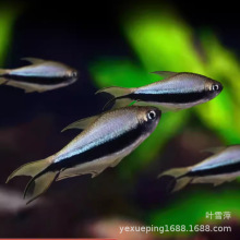 �������~�����~���wС�͟Ꭷ�~��ˮ�^�p�~�ݸ�Ⱥ���~�O��ֱ�N���l