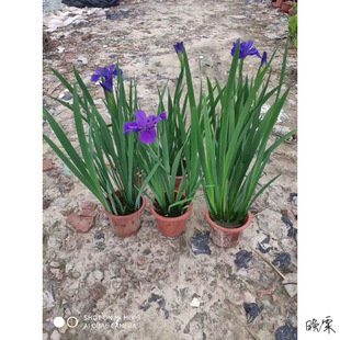 �~��ˮ��ֲ���쾰�Sβ���绨���͟������̨ͥԺ�~��ֲ��U������