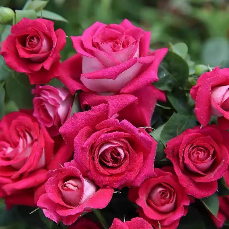 四季咲きのバラの花苗、特大の花つる苗、屋内外のバルコニー鉢植えバラ|undefined