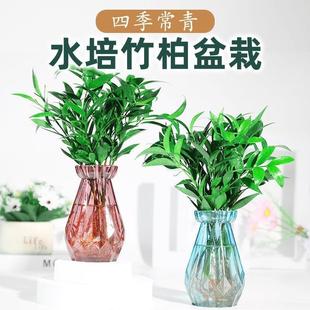 Mosquito Repellent Bamboo and Cypress Hydroponic Plants Indoor Water-Grown Green Plants Flower Pots Office All Year Round Evergreen Grass Easy to Maintain Living Room