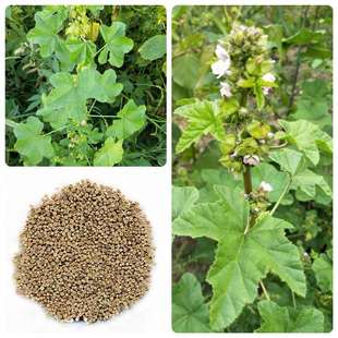 �������N�ӷN�Ѷ������ļ�ͥԺ�^�~�N�ݿ��˶����{��н�˰��~�\��