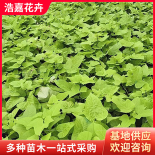 Golden Leaf Sweet Potato Seedlings Potted Plants for Winter Planting Flower Seedlings for Outdoor Planting Seasonal Florals Golden Potato Seedlings