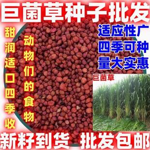 ���͸߮a�޾��ݷN�Ӷ������ļ���������ݻ���ݷN���Bֳ��������