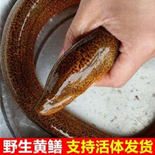 黄鳝鱼鲜活长鱼鳝鱼丝鲜活新鲜盘鳝现杀大鳝鱼活体包邮包厂家批发