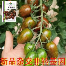 新品【草莓柿子番茄种子】大番茄四季西红柿春夏季蔬菜种子番茄苗