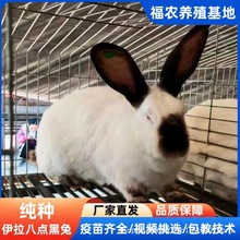 大型伊拉八点黑兔活体肉兔养殖场供应伊拉种兔成年兔批发价格