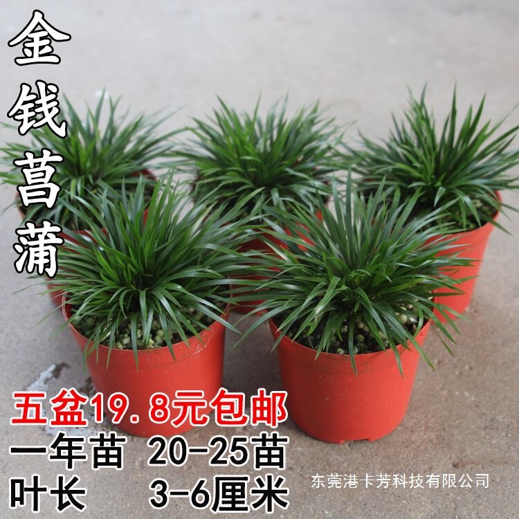 Miniature Bonsai Moneywort, Tiger Whisker Plant, Hydroponic Fragrant Potted Plant, Water and Land Tank Landscaping, Green Plant Orchid