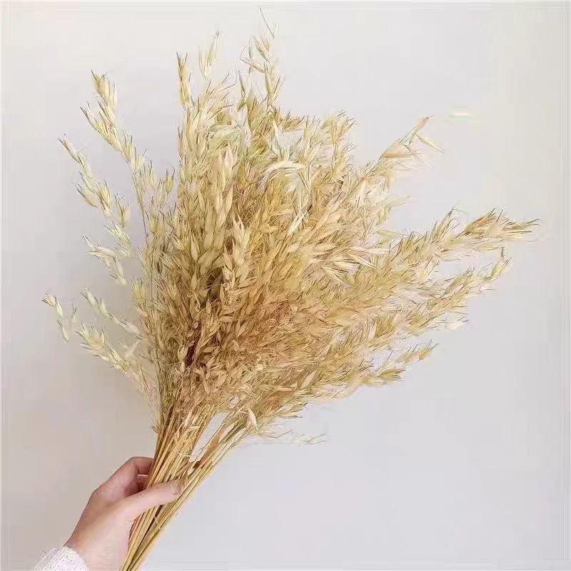 천연 노란색 귀리 50개