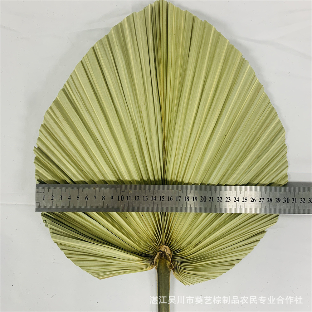 Los fabricantes de hojas de la flor seca de la hoja de la palma de la planta de hoja de la flor seca de la hoja de La Palma