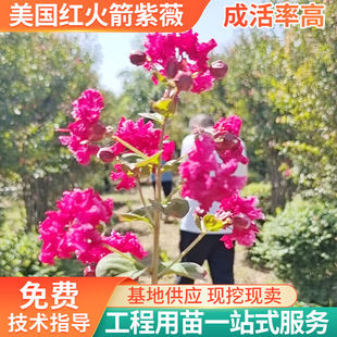 百日紅樹圖片 海量高清百日紅樹圖片大全 阿里巴巴