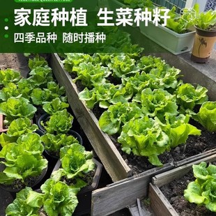 �����������˷N���ļ��̨ͥԺ�׷N�������������߲˷N��������