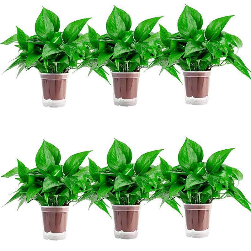 120 pothos de bacia de água autoabsorvente 6 vasos + fertilizante